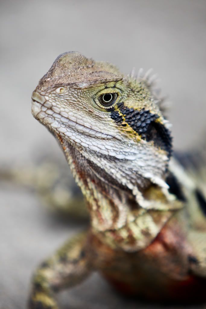 IMAGE: http://i1108.photobucket.com/albums/h401/PunkieChed/IMG_3306-2.jpg