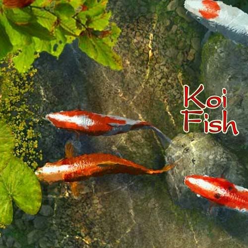 koi fish wallpaper. 3Planesoft Koi Fish 3D