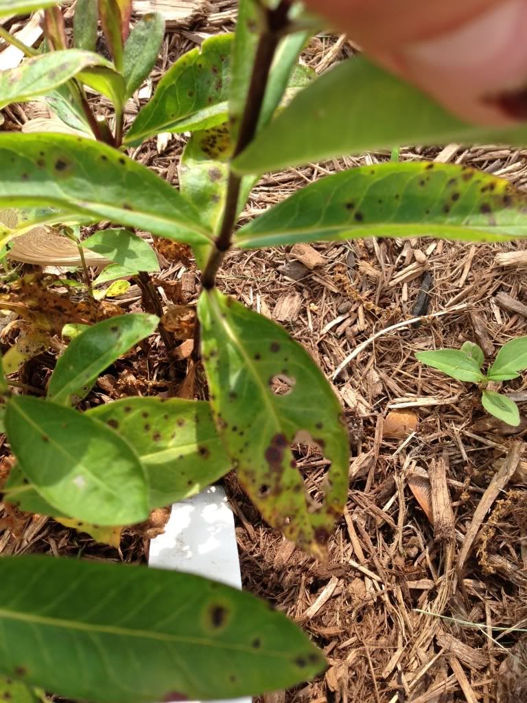  photo 19676B1C-F082-4AFD-A35F-8EE9AD926F42-834-000000464B367E14.jpg