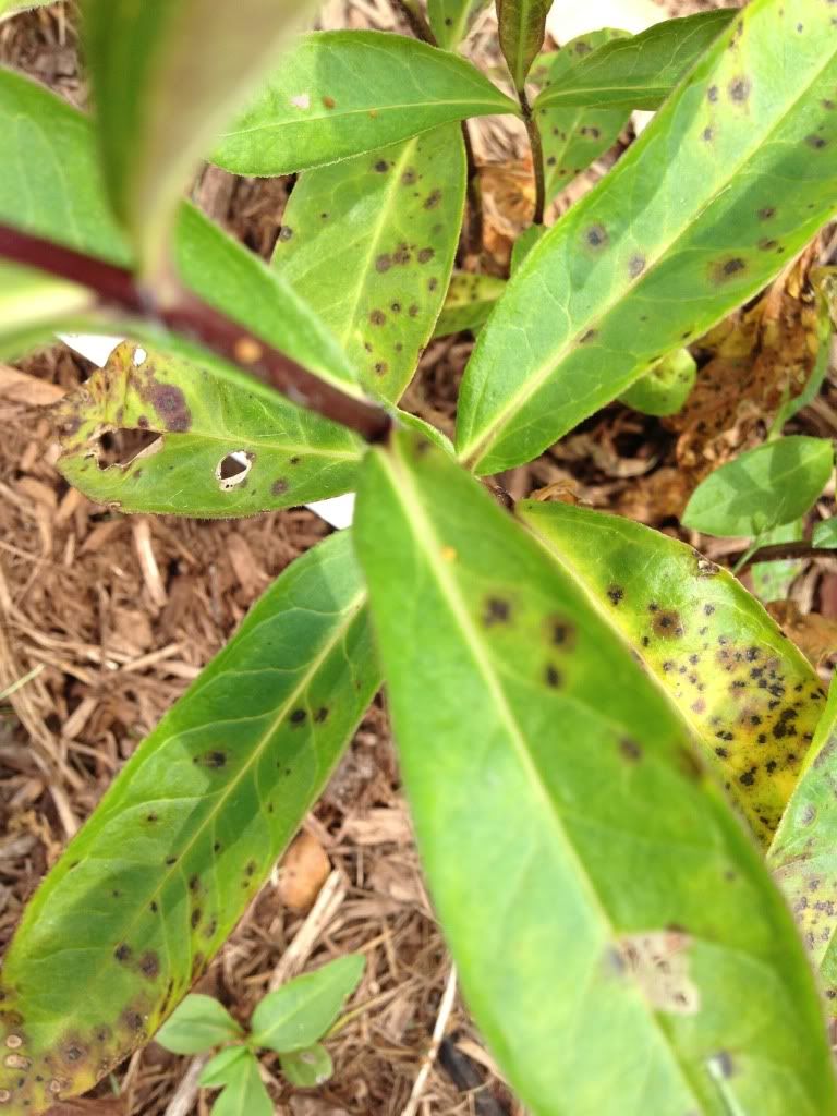  photo DE29EFBF-59EC-42A5-8097-F198C405A20D-834-000000463D8AE633.jpg