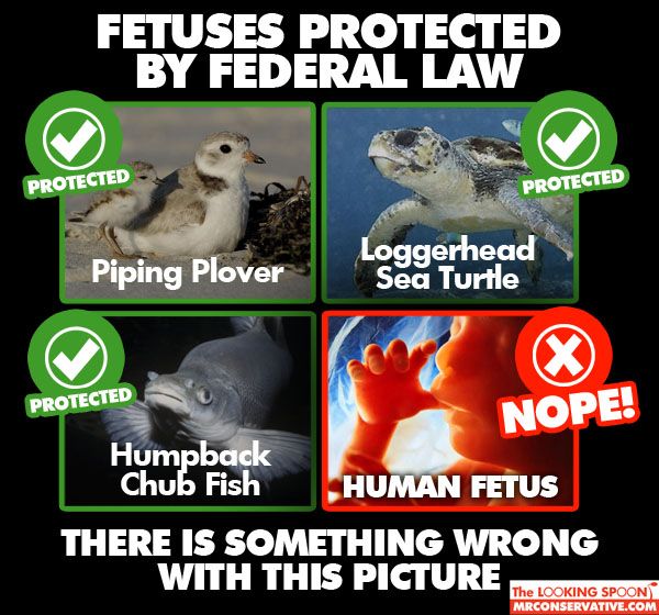 photo human_fetus_not_protected_by_law_zps1570a862.jpg
