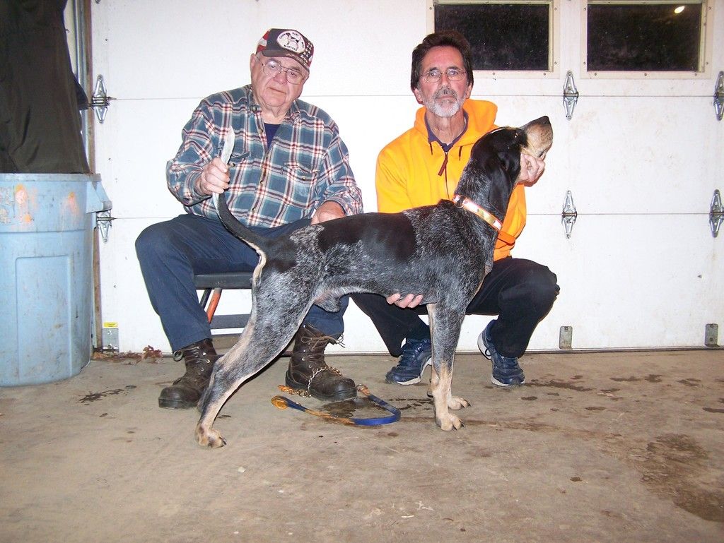 ukc bluetick coonhound for sale