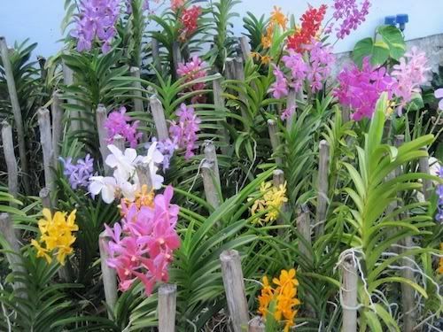 Round Hill Jamaica Orchids at Spa, on Merci New York blog