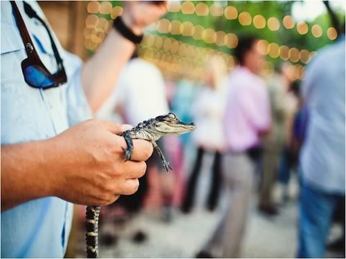 baby alligator at destination wedding, on merci new york blog