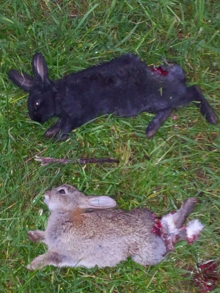 2bunnies1black.jpg?t=1337355621