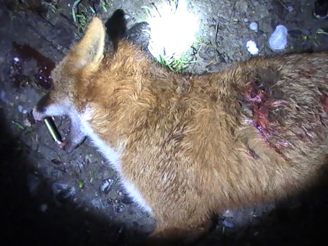 fox1-12-11.jpg