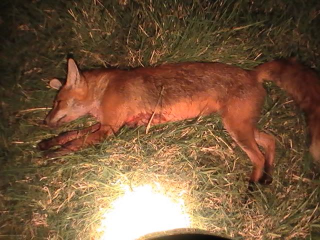 fox190711.jpg?t=1311189303