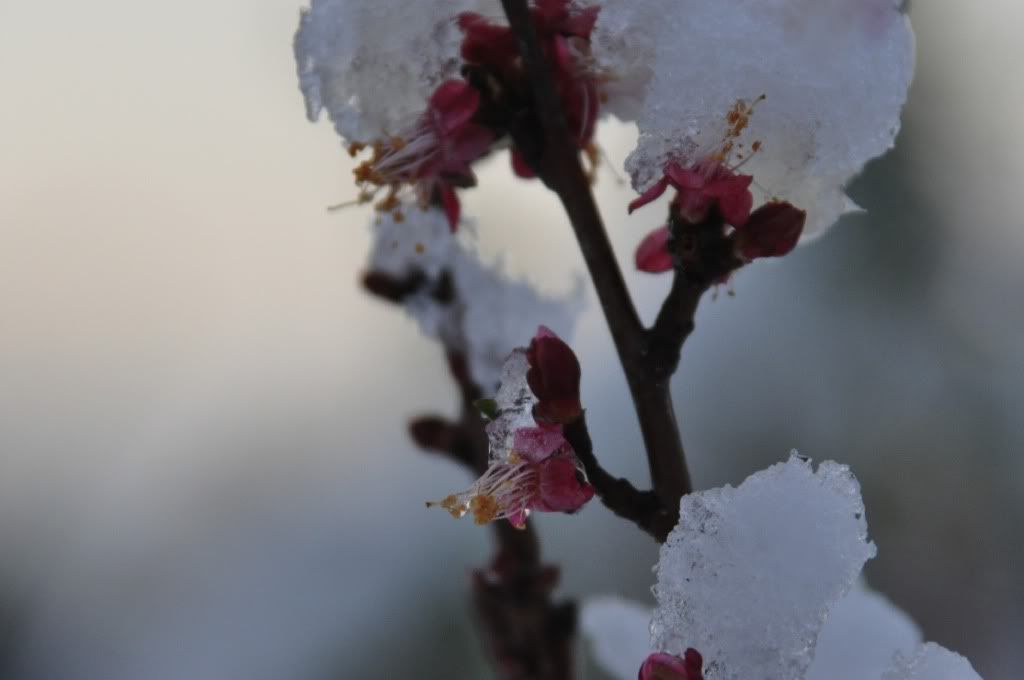 Blossom.jpg