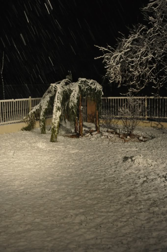 Chillypalmtree.jpg