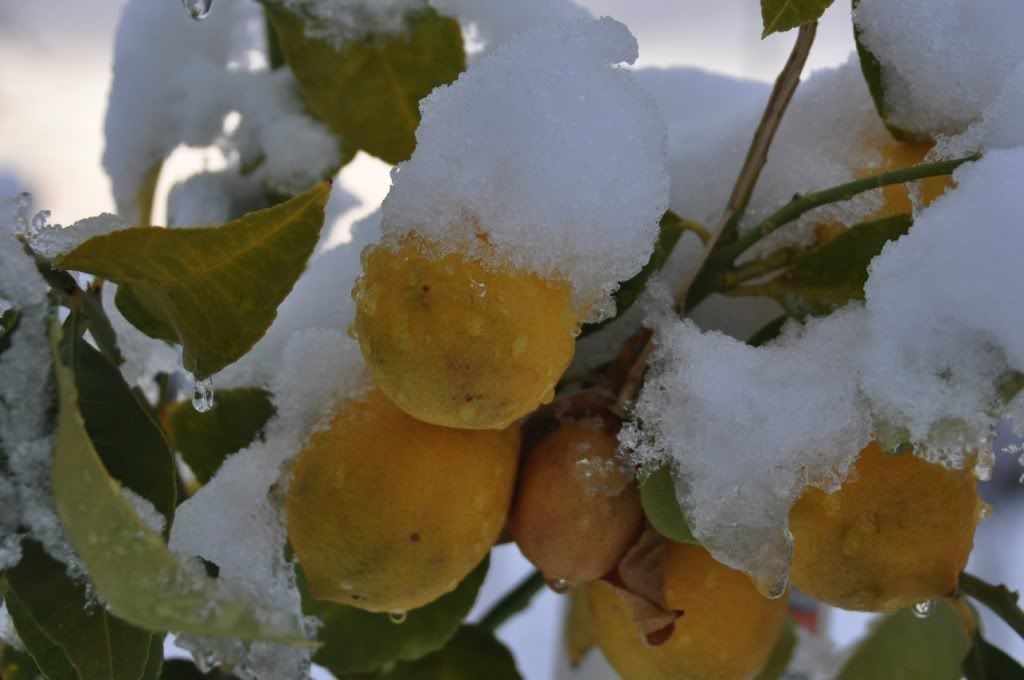 Icedlemons.jpg