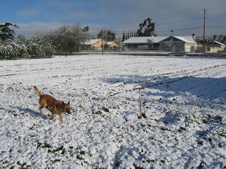 SnowinApril.jpg