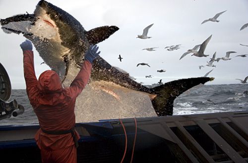 Deadliest Catch 2014 Shows Cancelled