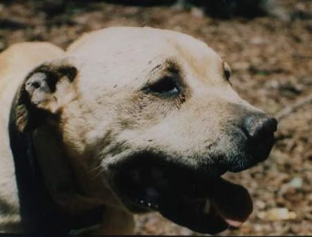 Pure+Midnight+Cowboy+Dogs Pure Midnight Cowboy Dogs http://www.pic2fly.com/CH+Bullyson.html