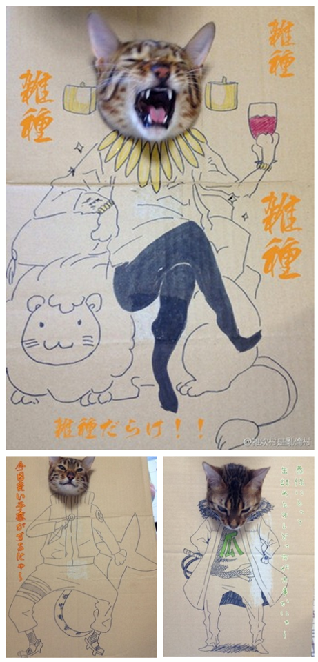 cat.png