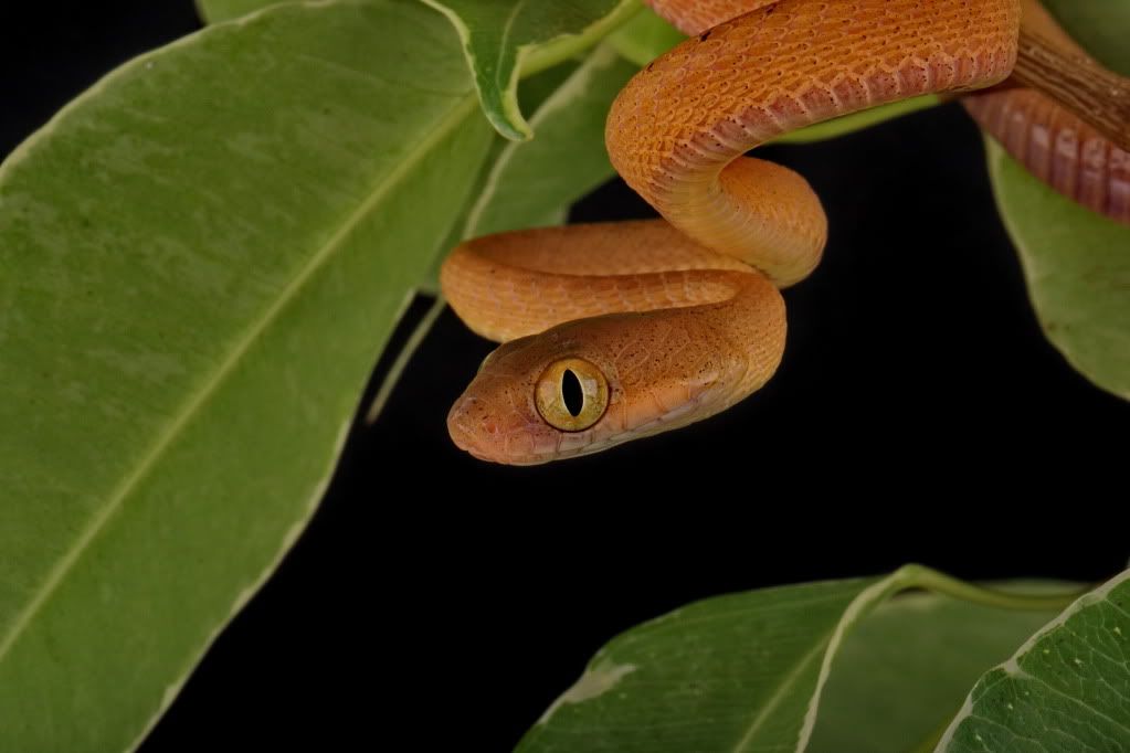 Boiga Nigriceps