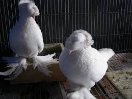 Chim Bồ Câu Giá Rẽ Đây - 1