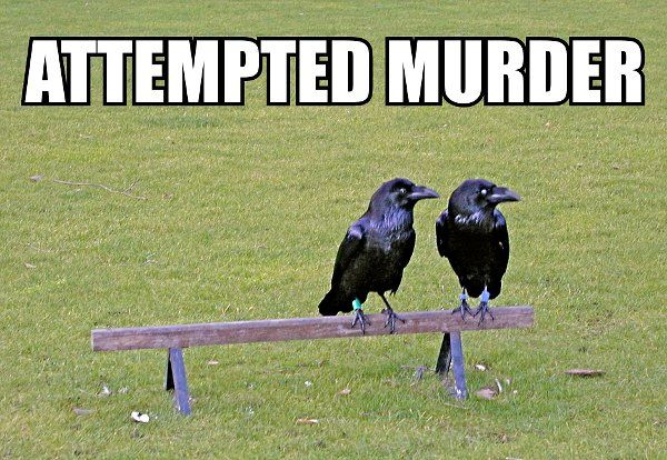attempted-murder-crows_zpsa242032b.jpg