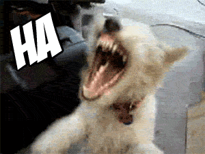 doglaugh.gif