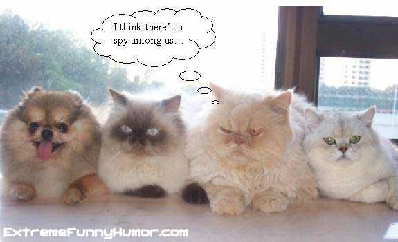 spy_cat.jpg
