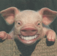 photo pig-1_zpsc71e828c.gif