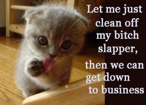 photo bitch-slap-cat1.jpg