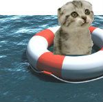 savedcatjpg