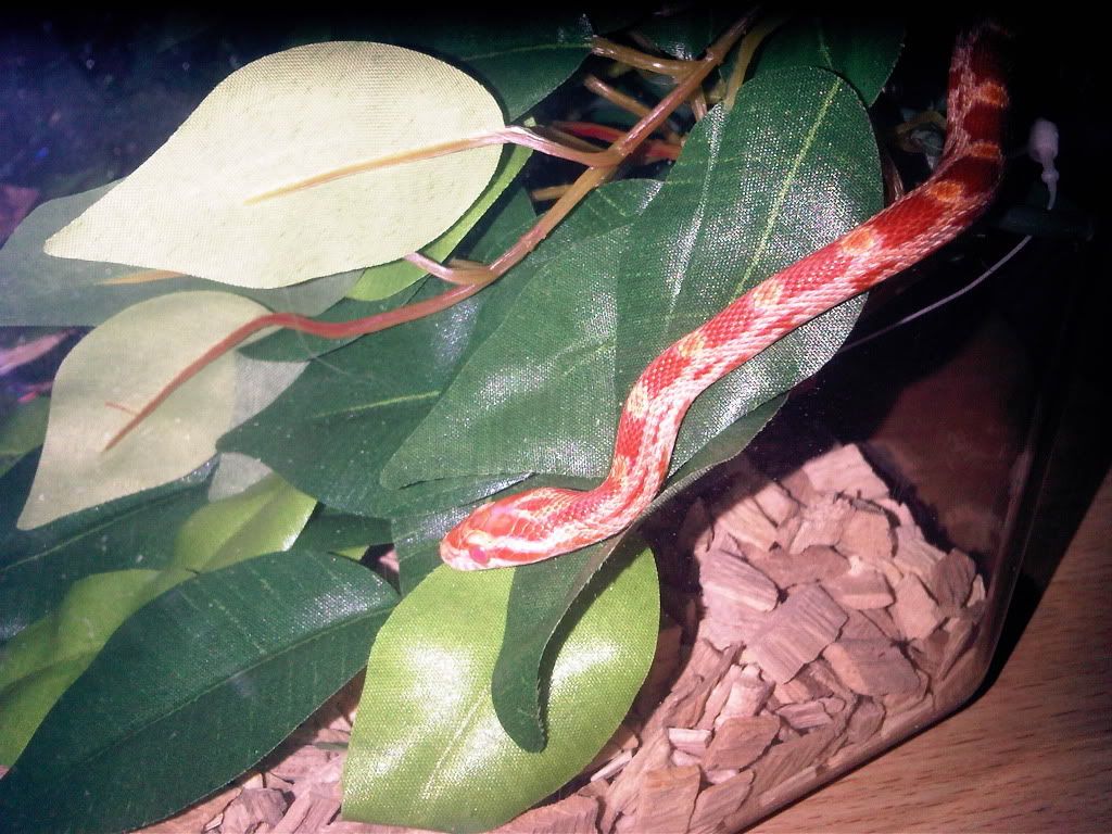 IMG00338-20110120-1327.jpg