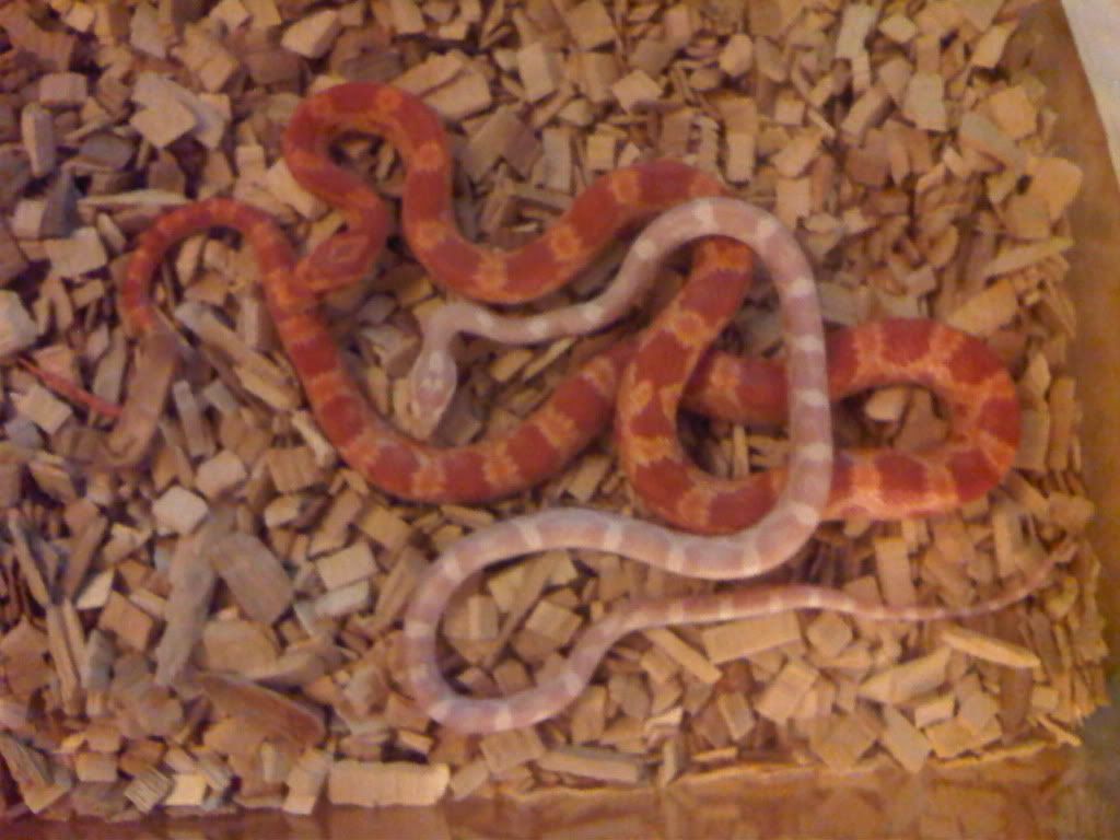 IMG00741-20110915-2129.jpg