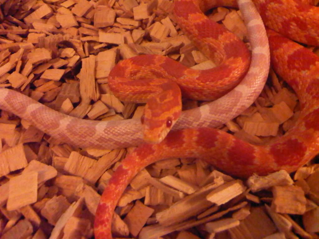 IMG00742-20110915-2129-1.jpg