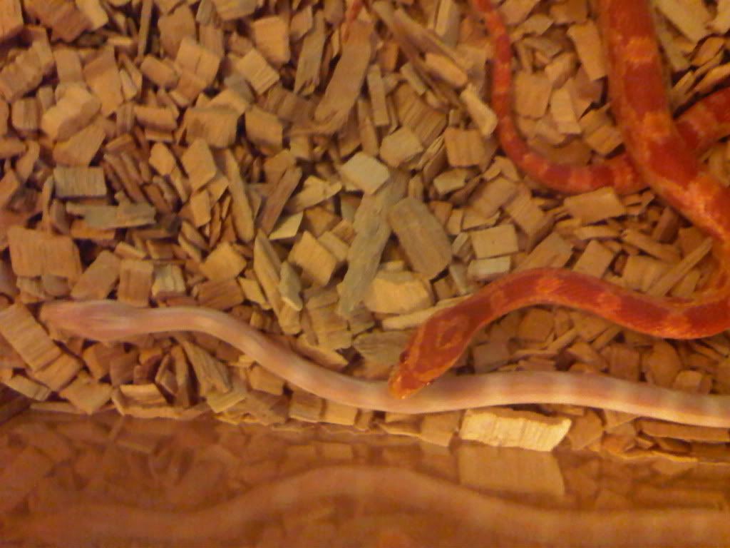 IMG00744-20110915-2130.jpg