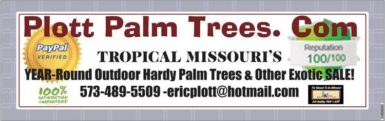 Tree of Miracles Plottpalmtrees.comMoringa Tribe Leader ? Columbia, MissouriVideos Explain It All, CLICK TO WATCH IT: http://www.youtube.com/watch?v=WI7fO6Cvvho&amp;list=PL12DE247EA5362E1BBUY FROM OUR WEBSITE:http://plottpalmtrees.com/page13.php photo 422158_133739240147616_1616089501_n.jpg