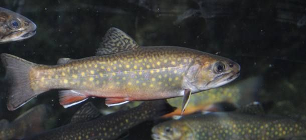Genetically modified salmon are more dangerous than anyone had realized. It?s now proven beyond doubt that they can interbreed with not only wild salmon, but also trout. Worse, the result is offspring that grow even faster than their parents and can photo 1001320_150907735097433_993345038_n.jpg