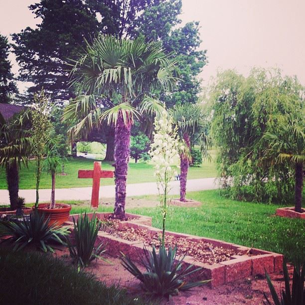 Did anyone notice my Missourian yucca is blooming? productions june2013...5 minutes ago ? I Truly Believe, With All Seriousness, That Testicle Cancer Like Breast Cancer And Possibly Even Brain Cancer, Is The Developmental Means Of Radiation From C photo 389976_150785358443004_562303134_n.jpg