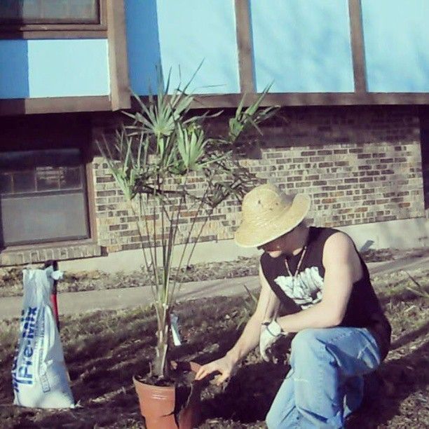 I remember putting this palm tree in last. year and it is coming up again photo 922731_139259236262283_1488093905_n.jpg
