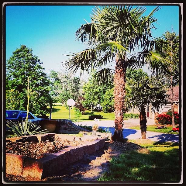 What is a Tropical Missouri? If you are asking this, you found the right place. A small Midwestern oasis has been spotted in Columbia Missouri Suburbs and can you guess what is going on?  Well, there is this palm tree guy that has been growing palm t photo 931371_148342448687295_644036639_n.jpg