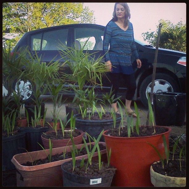 palm seedlings =$19.9510x palm seedlings =$37.8925x palm seedlings=$49.95palm baby (1foot)=$69.963x palm babies (1foot) =$156.445x palm babies(1foot) =$299.5410x palm babies(1foot)=$376.901x palm todler(2-3ft)= $169.952x palm todler(2-3ft)= photo 936945_140682356119971_243914462_n.jpg