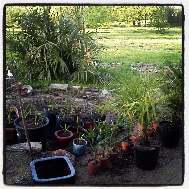 palm seedlings =$19.9510x palm seedlings =$37.8925x palm seedlings=$49.95palm baby (1foot)=$69.963x palm babies (1foot) =$156.445x palm babies(1foot) =$299.5410x palm babies(1foot)=$376.901x palm todler(2-3ft)= $169.952x palm todler(2-3ft)= photo 969127_140677906120416_1352177659_n.jpg