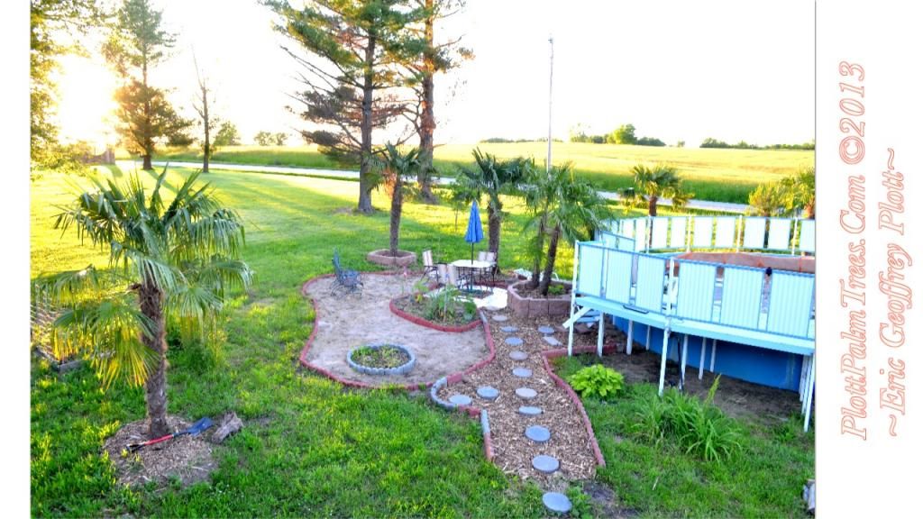 photo RealPalmTreesInMissouriOnRecordThreeYearsSuccesscopy2013_zps16e9c091.jpg