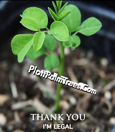 FOR RIGHT NOW- They Will Ban This Plant, If You Don't Watch It- It Will Be Another Illegal Substance Like The Rest Of The Miracle Plants.....
Of Course ?
let get him on the moringa And soursop serum?
I Can Tell You It Will BE WAAAAAYYYY Cheaper Than photo 543419_166316570223216_1597574751_n.jpg