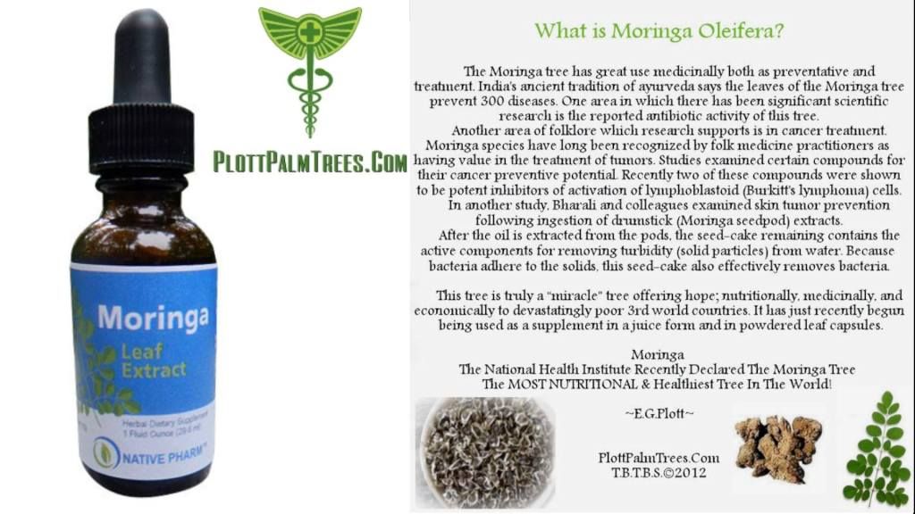 Get all of the nutritious qualities of Moringa Leaf in our fast absorption liquid extract: http://plottpalmtree.miiduu.com/health-careIncreased EnergyPotent Antioxidants18 Amino Acids Our Moringa Leaf Extract delivers all of the benefits of Morin photo 1053325_157209461133927_1875636893_o.jpg