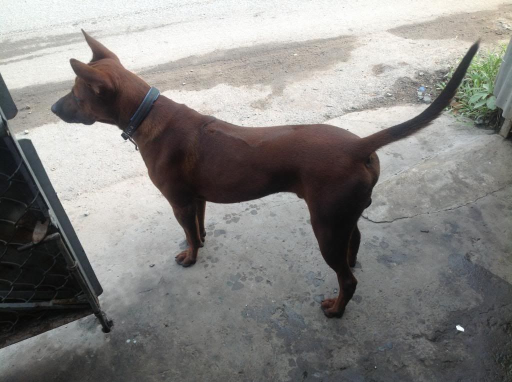 Ae định giá pé chó này giùm e với.. - 1