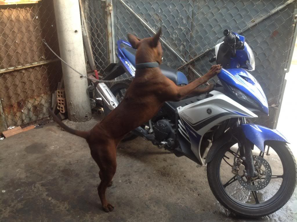 Ae định giá pé chó này giùm e với.. - 2