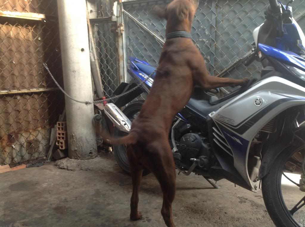 Ae định giá pé chó này giùm e với.. - 3