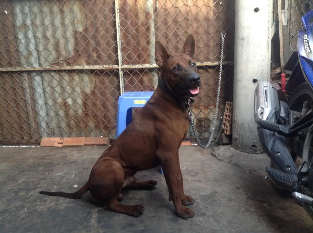 Ae định giá pé chó này giùm e với.. - 4