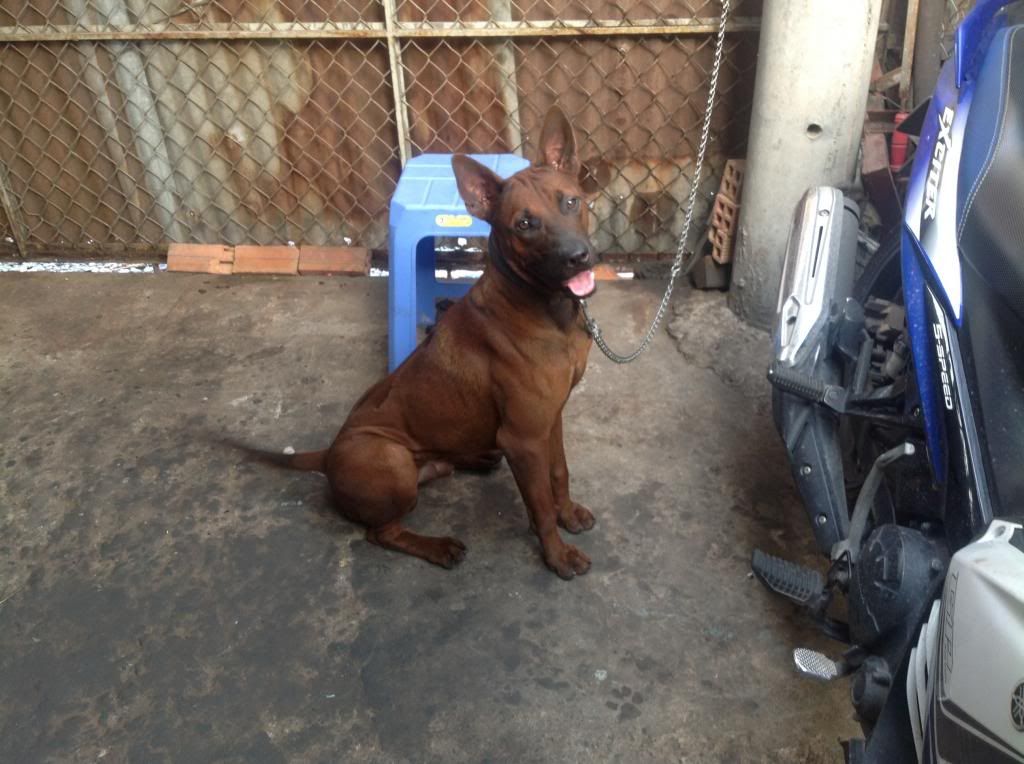 Ae định giá pé chó này giùm e với.. - 5