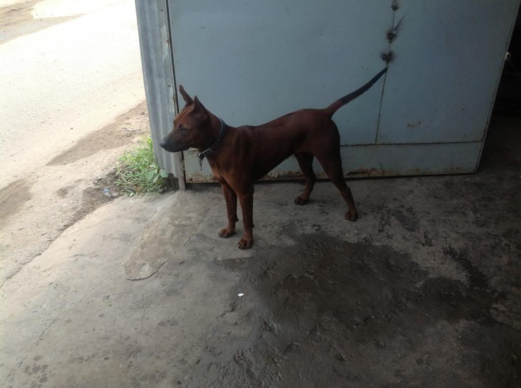 Ae định giá pé chó này giùm e với..