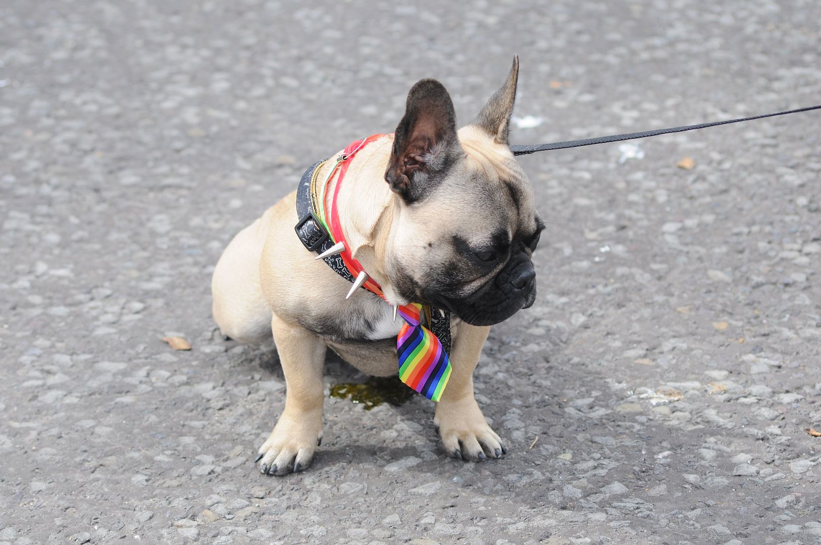  photo gay pride england brighton.jpg