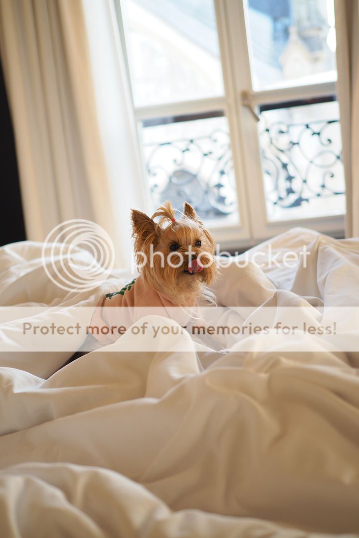  photo hoteles con mascotas petsfriendly paris francia_1.jpg