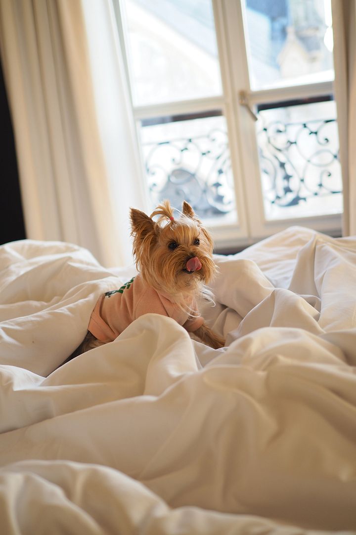  photo hoteles con mascotas petsfriendly paris francia_1.jpg