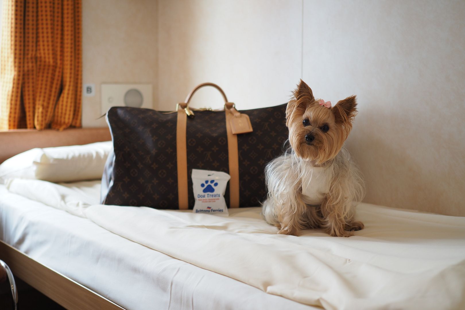  photo brittany ferries barcos viajar con mascotas.jpeg